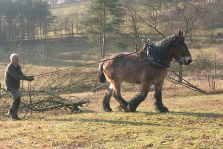 werken met paarden