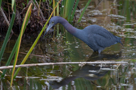 Kleine blauwe reiger