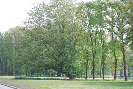 Zuiderpark