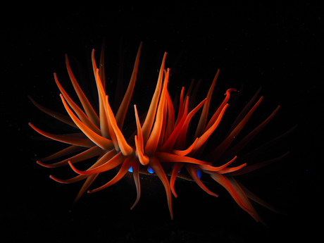 Dutch underwaterflower