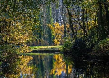 De gele tinten van de herfst