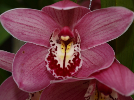 Orchidee