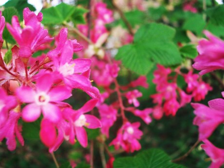 Pink Flowers