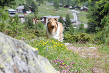 Lassie in de bergen