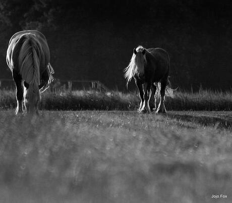 two horses black and white