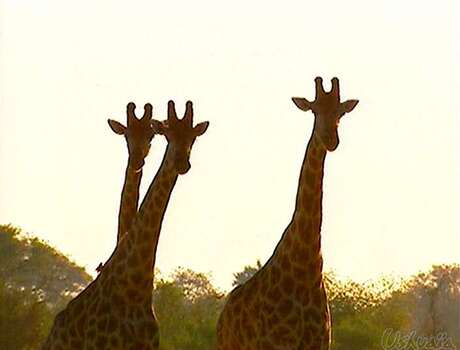3 Giraffe