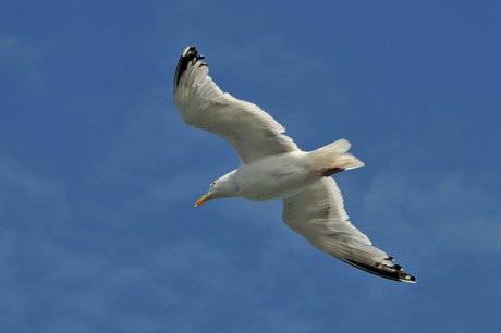 Meeuw boven de Noordzee