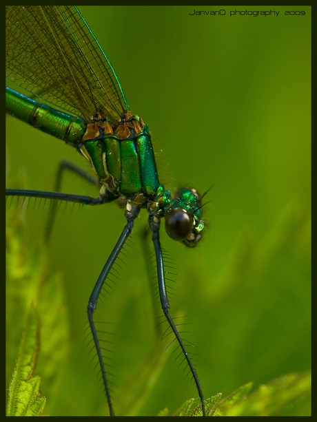 Green metallic beauty