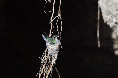 kolibrie zittend op nest