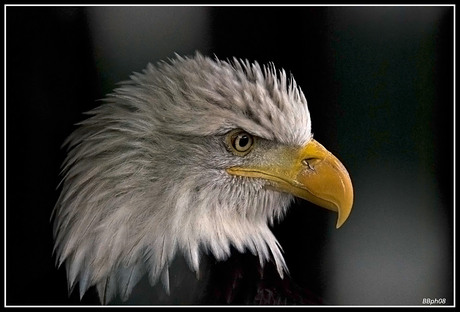 Eagle portret2