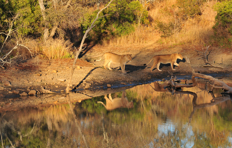 op safari in Zuid Afrika