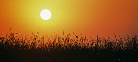 zon en riet