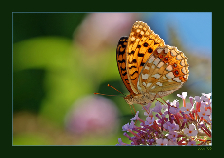 Fabriciana adippe