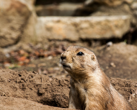 Wilde marmot-1.jpg