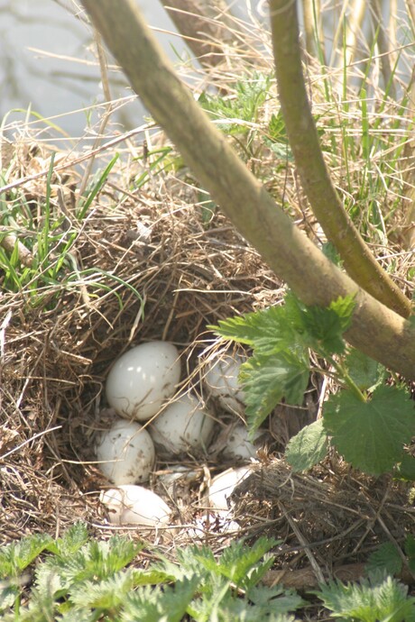 het verlaten nest