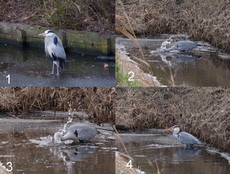 Reiger