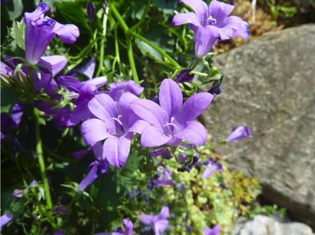 paarse bloempjes