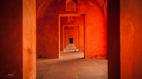 Red Corridor Pigeon