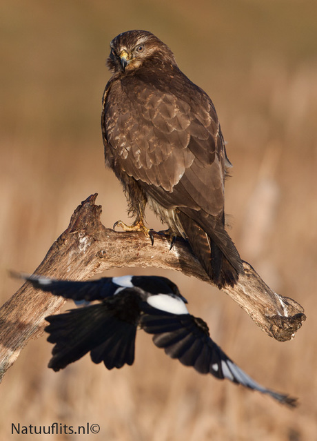 ekster probeerd buizerd te verjagen