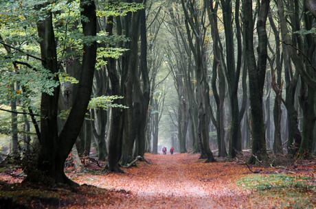 de herfstwandeling