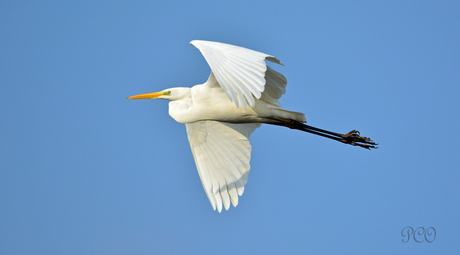 Grote Zilver reiger