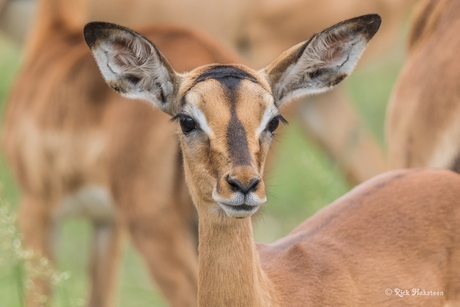 impala