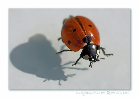 Ladybug shadow