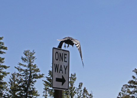 Een richting verkeer Raaf