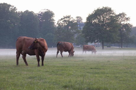 Koeien in de mist