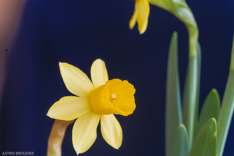 bloem-Narcis