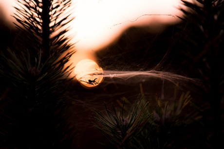 Sunset in spidercountry