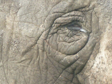 olifantsoog