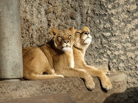 Leeuwin volgt helicopter