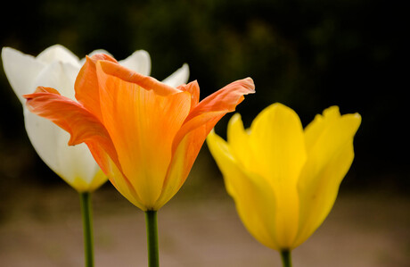 Tulips in the spring