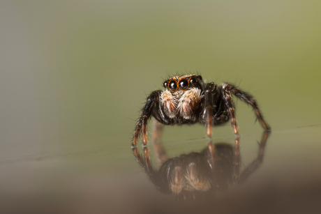 Pseudeuophrys lanigera