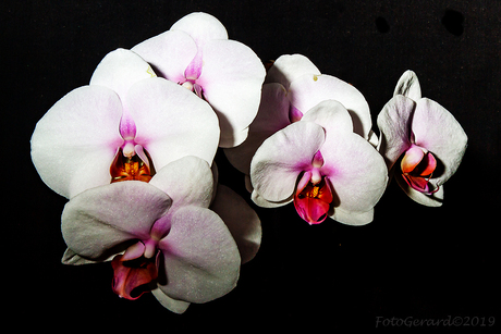 Orchidee II
