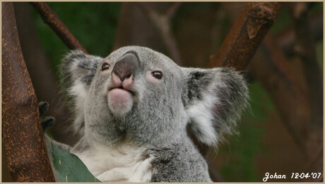 Koala-portret