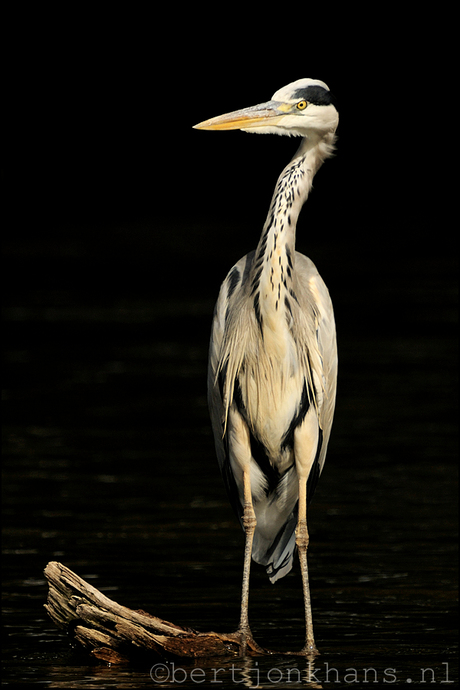 Reiger