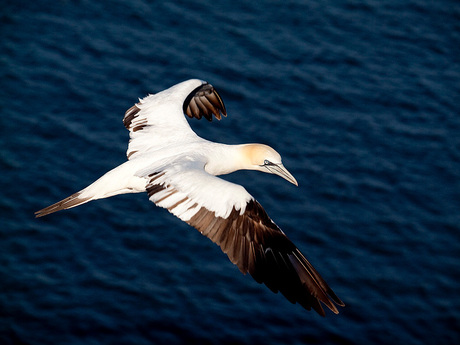 helgoland