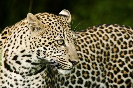 Close-up van een luipaard