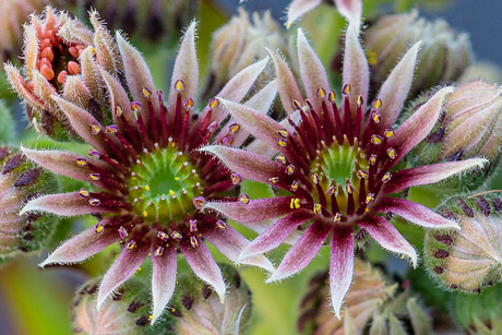 bloem vetplant