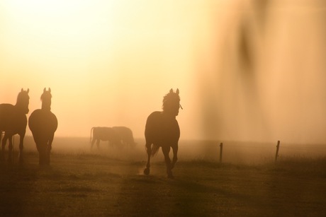 Foggy mornings