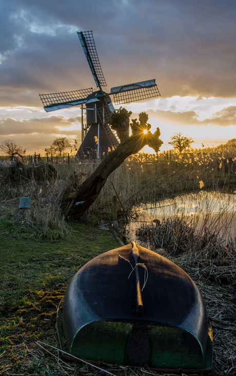 Een lichtje in de boom