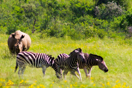 Neushoorn en zebra's