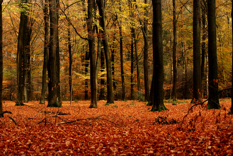 herfst bos