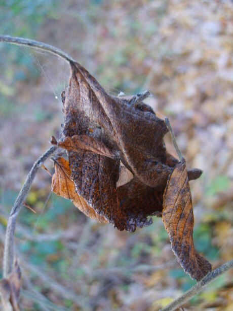 Herfstblaadje