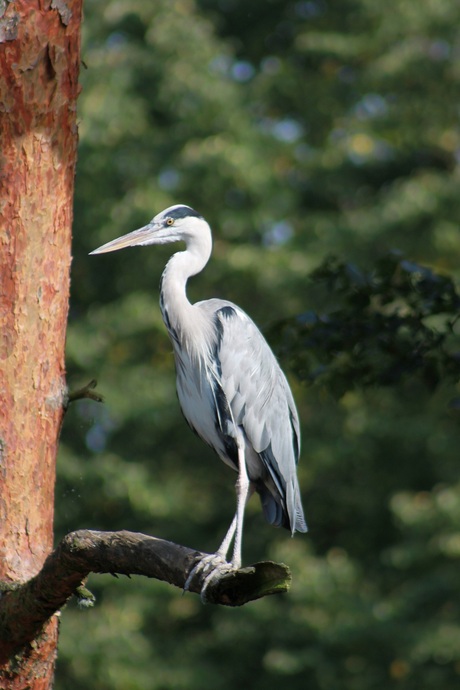 relaxende reiger