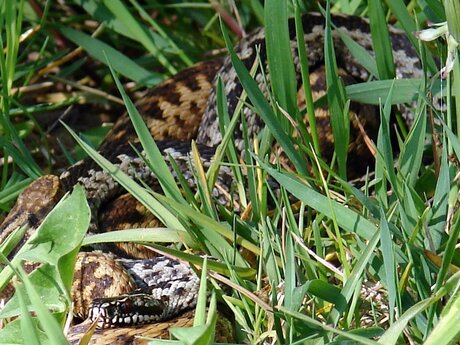 adder in het gras