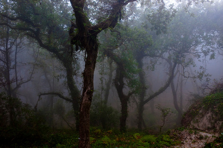 Misty forests at SIntra