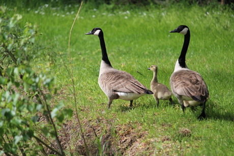 familie tripje